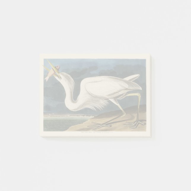 Audubon’s Great White Heron Wildlife Painting Post-it Notes (Front)