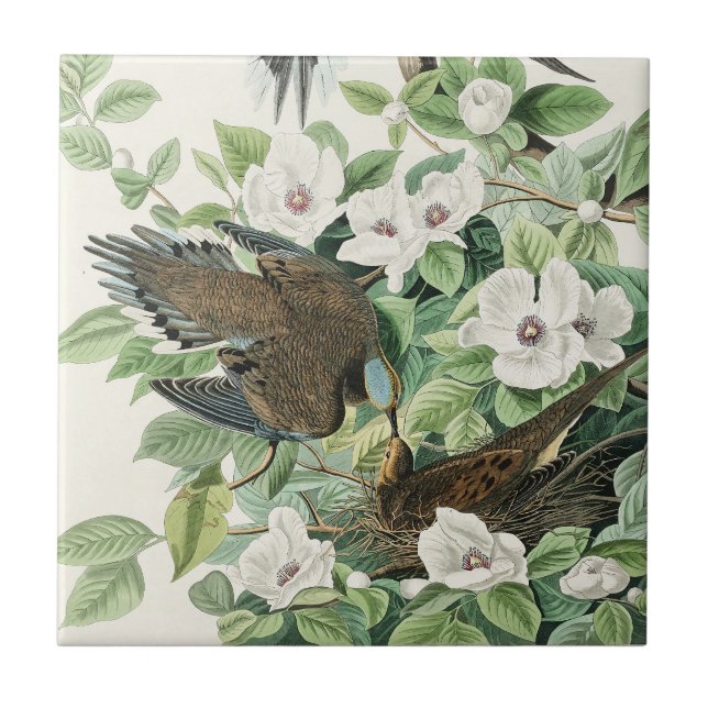 Audubon’s Morning Dove Carolina Pigeon Painting Tile (Front)