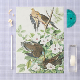 Audubon’s Morning Dove Carolina Pigeon Painting Tissue Paper
