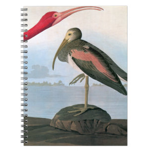 Audubon: Scarlet Ibis Spiral Notebook