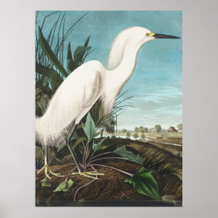Audubon Snowy Heron, or White Egret Plate CCXLII Poster