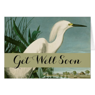 Audubon Snowy Heron White Egret Bird Birding