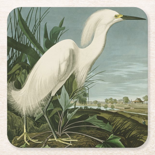 Audubon Snowy Heron White Egret Bird Birding Square Paper Coaster (Front)