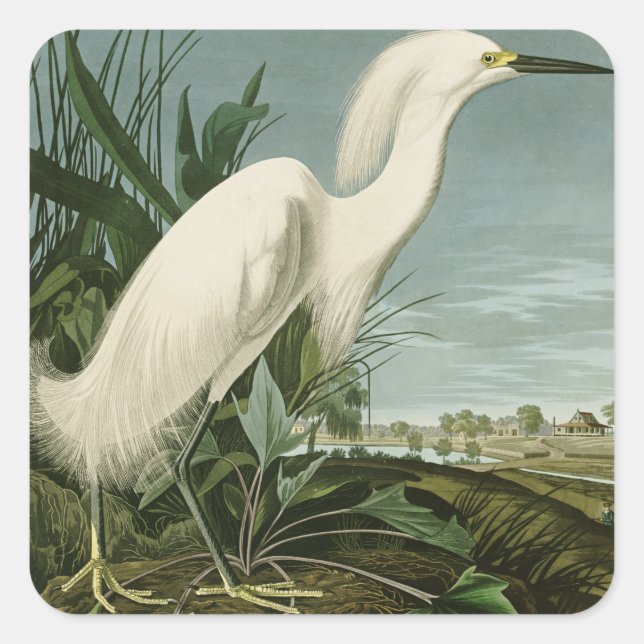 Audubon Snowy Heron White Egret Bird Birding Square Sticker (Front)