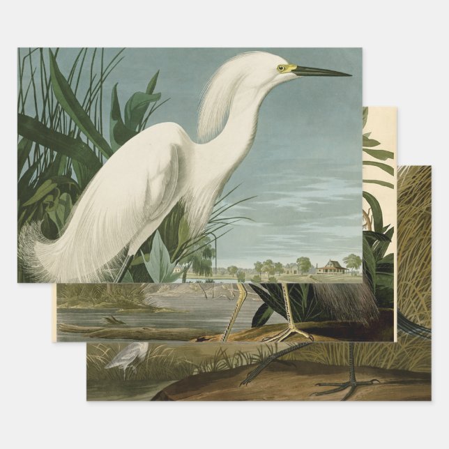 Audubon Snowy Heron White Egret Bird Birding Wrapping Paper Sheet (Set)