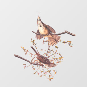 Audubon Song Sparrow with Tiny Spider