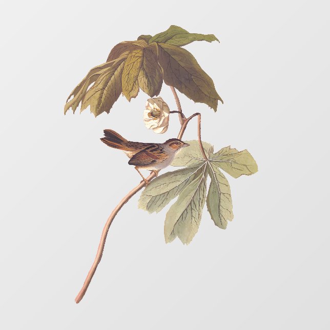 Audubon Swamp Sparrow Bird on Wild Mandrake (Sheet)