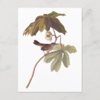 Audubon Swamp Sparrow Bird on Wild Mandrake
