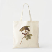 Audubon Swamp Sparrow Bird on Wild Mandrake