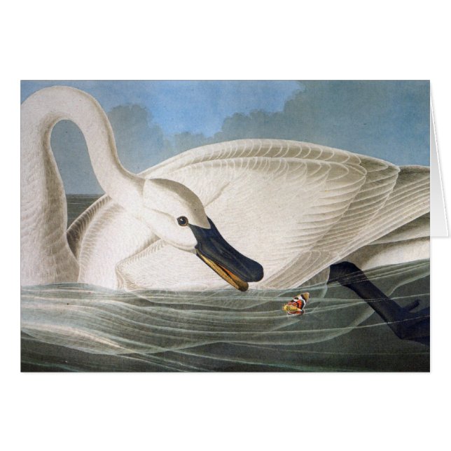 Audubon Swan Card (Front Horizontal)