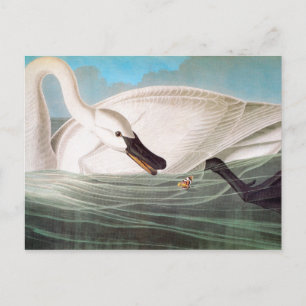 Audubon: Trumpeter Swan Postcard