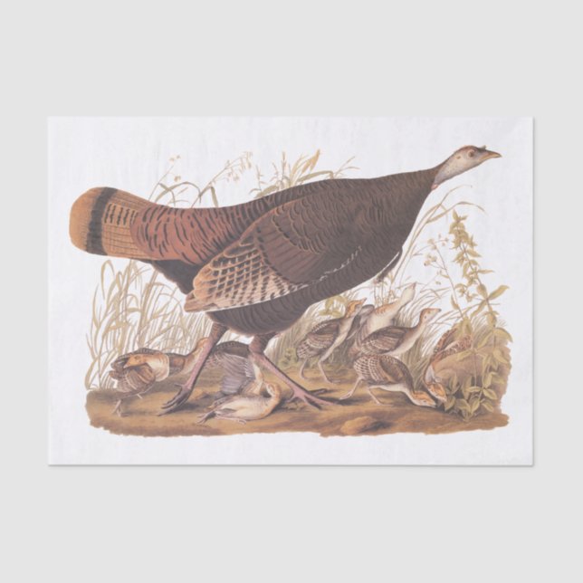Audubon Turkey Hen and Chicks in Autumn Tissue Paper (Front)