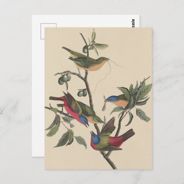Audubon Vibrant Painted Bunting Wildlife Painting Postcard (Front/Back)