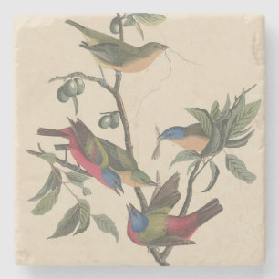 Audubon Vibrant Painted Bunting Wildlife Painting Stone Coaster