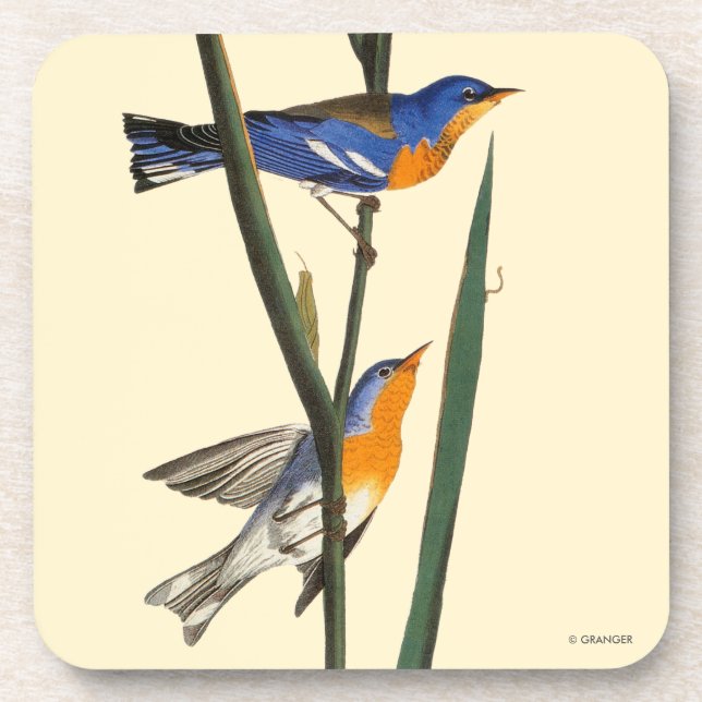 Audubon: Warbler Coaster (Front)