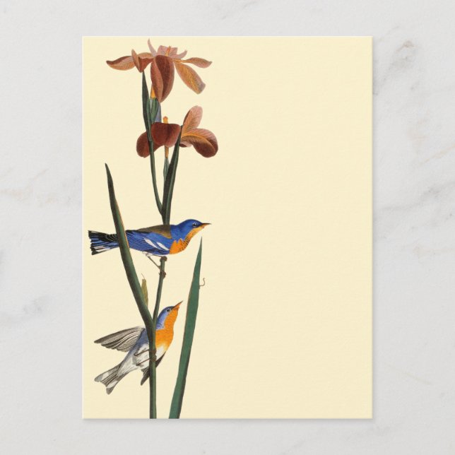 Audubon: Warbler Postcard (Front)