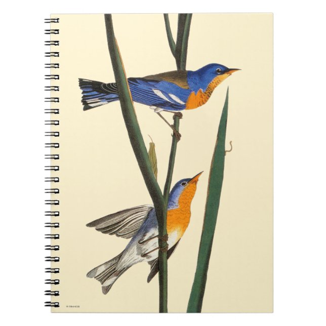 Audubon: Warbler Spiral Notebook (Front)