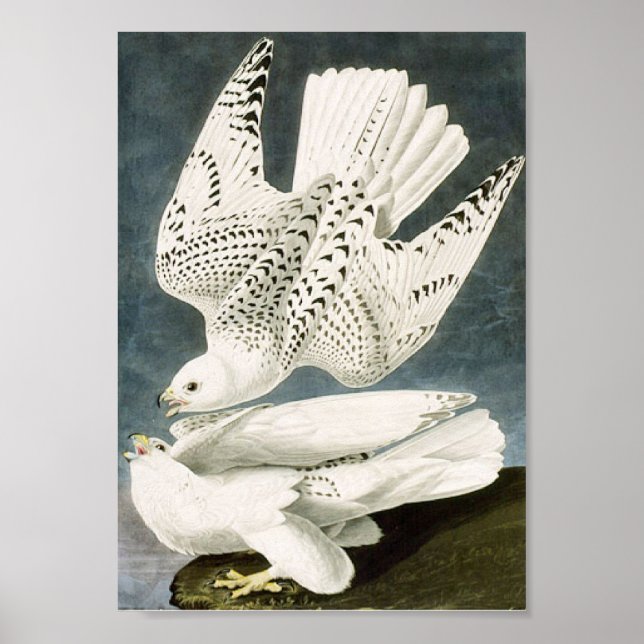 Audubon White Gyrfalcon White Bird Poster (Front)