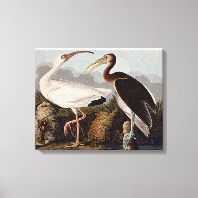 Audubon White Ibis Bird Wildlife Canvas Print (Front)
