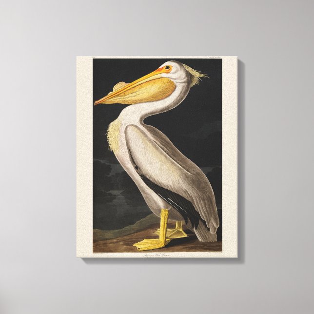 Audubon White Pelican Bird America Canvas Print (Front)