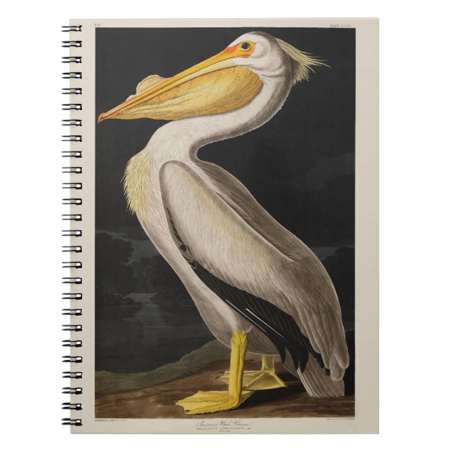 Audubon White Pelican Bird America Notebook (Front)