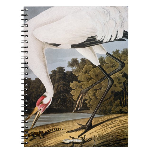 Audubon: Whooping Crane Spiral Notebook (Front)