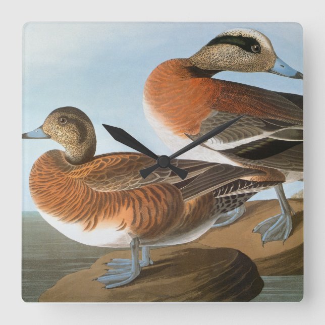 Audubon: Wigeon Square Wall Clock (Front)