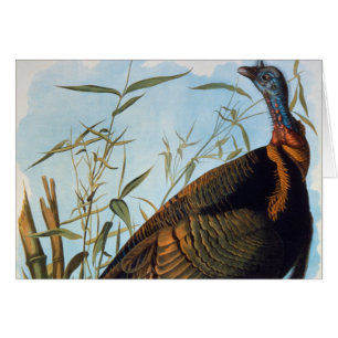 Audubon: Wild Turkey