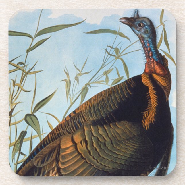 Audubon: Wild Turkey Coaster (Front)