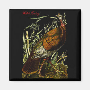 Audubon Wild Turkey North American Birds Education Magnet