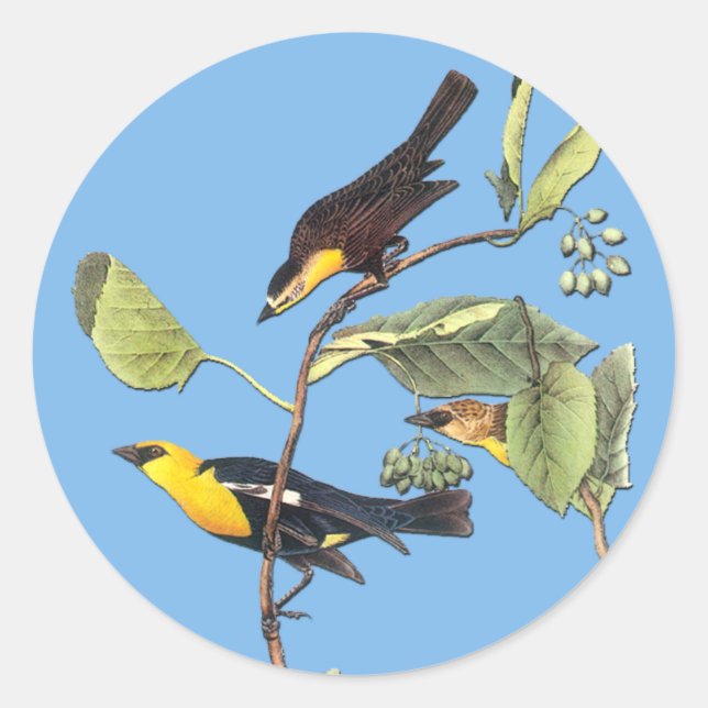 Audubon Yellow Headed Blackbird Bird Art Stickers (Front)