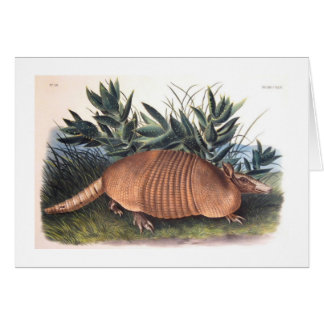 Audubon's Armadillo
