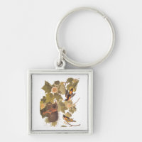 Audubon's Baltimore Oriole Birds in Poplar Tree