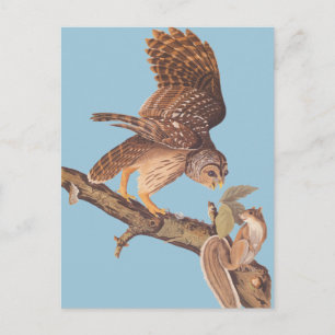 Audubon's Barred Owl and Happy Squirrel Friends Postcard