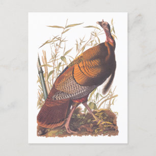 Audubon's Birds of America Wild Turkey Autumn Bird Postcard