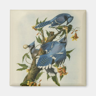 Audubon's Blue Jays Magnet