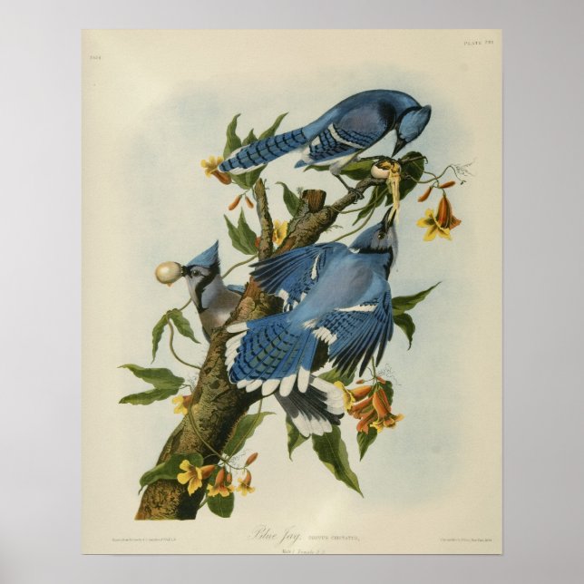 Audubon's Blue Jays Poster (Front)
