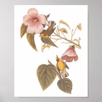 Audubon's Blue-Winged Yellow Warbler Song Birds