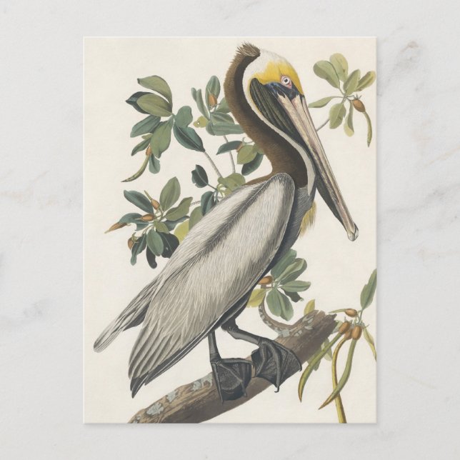 Audubon's Brown Pelican Postcard (Front)