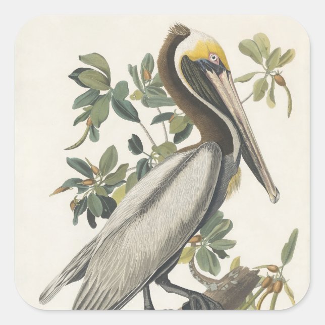 Audubon's Brown Pelican Square Sticker (Front)