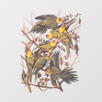 Audubon's Carolina Parakeet