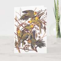 Audubon's Carolina Parakeet