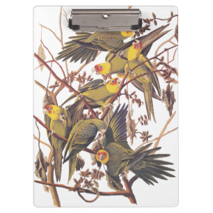 Audubon's Carolina Parakeet Clipboard