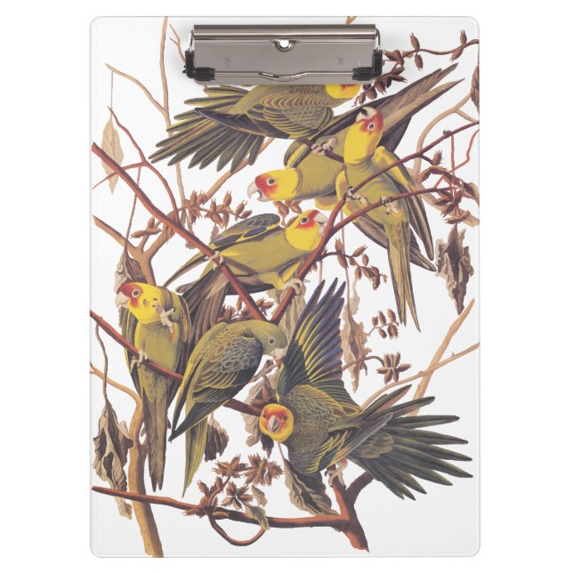 Audubon's Carolina Parakeet Clipboard (Front)