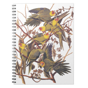 Audubon's Carolina Parakeet Notebook