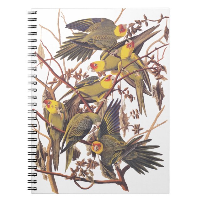 Audubon's Carolina Parakeet Notebook (Front)