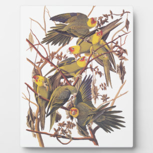 Audubon's Carolina Parakeet Plaque