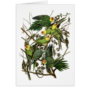 Audubon's Carolina Parakeets