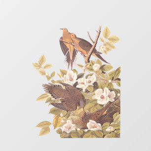 Audubon's Carolina Turtle Dove