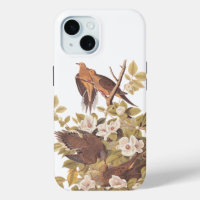 Audubon's Carolina Turtle Dove